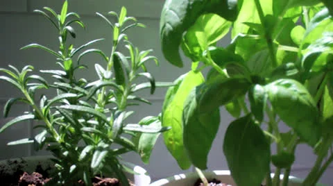 Basil &amp; Rosemary Herbs Stock Footage 25235107