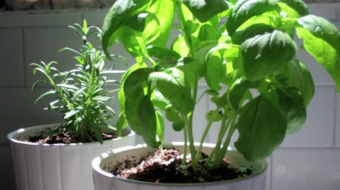 Basil &amp; Rosemary Herbs Stock Footage 25235120