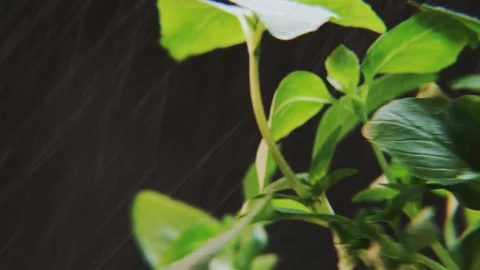 Basil Rotating in Heavy Rain Stock Footage 71051736