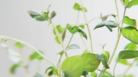 Basil Rotating on a White Background Stock Footage 71050977