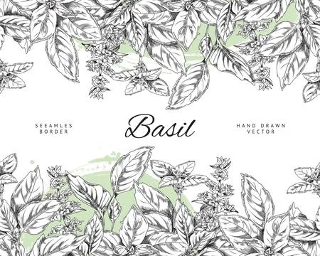 Basil seamless border template ink sketch style vector illustration isolated. Stock Illustration