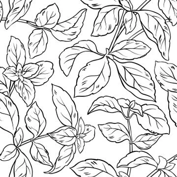Basil seamless pattern 스톡 일러스트