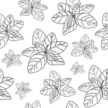 Basil seamless pattern  Stock Illustration