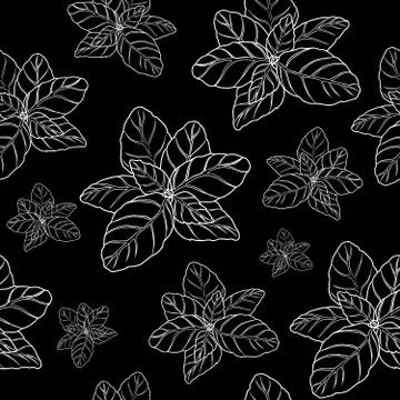 Basil seamless pattern Stock Illustration