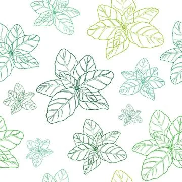 Basil seamless pattern  Stock Illustration