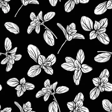 Basil Seamless Pattern. Italian herbs Stock Illustration