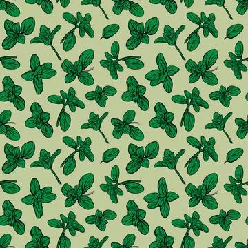 Basil Seamless Pattern. Italian herbs. Marjoram pattern. 스톡 일러스트