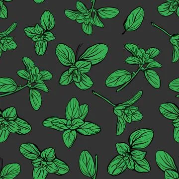 Basil Seamless Pattern. Italian herbs. Stock Illustration