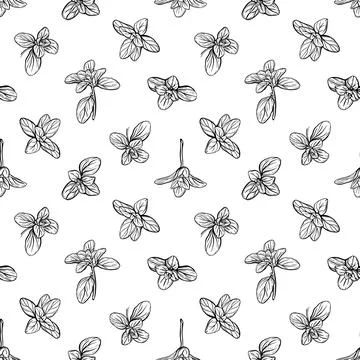 Basil Seamless Pattern. Italian herbs. 스톡 일러스트