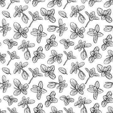 Basil Seamless Pattern. Italian herbs.A sprig of marjoram. Illustrazione stock