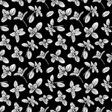 Basil Seamless Pattern. Italian herbs. Stock Illustration