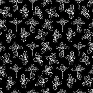 Basil Seamless Pattern. Italian herbs. Stock Illustration