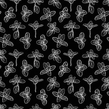 Basil Seamless Pattern. Italian herbs Stock Illustration