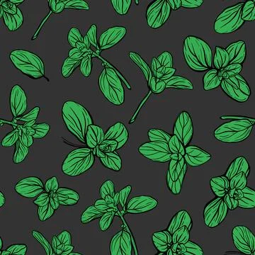 Basil Seamless Pattern. Italian herbs. 스톡 일러스트
