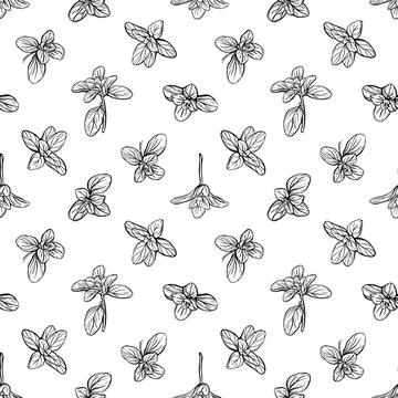 Basil Seamless Pattern.. Marjoram pattern. Stock Illustration
