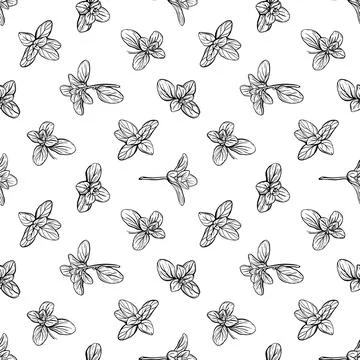 Basil Seamless Pattern.. Marjoram pattern. 스톡 일러스트