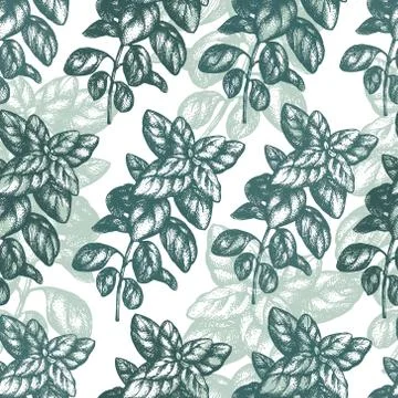 Basil seamless pattern. Vector background for design menu, packaging and recipes Stock Illustration