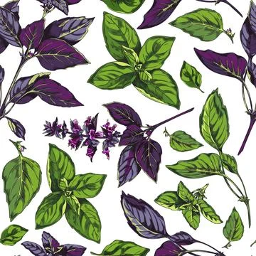 Basil seamless repeatable pattern sketch style vector illustration on white. 스톡 일러스트
