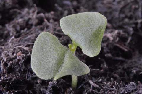 Basil seedling Stock Photos
