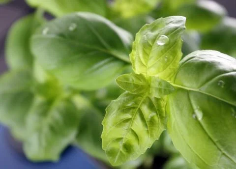 Basil seedling. Stock Photos