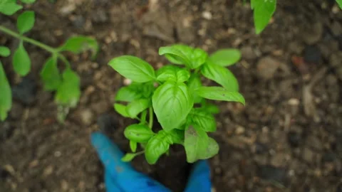 A basil seedling is picked up with rubber gloved hands, top view Stock-Footage 311519764