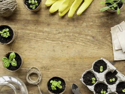 Basil seedlings in biodegradable pots and yellow rubber gloves. Top view on g 库存照片