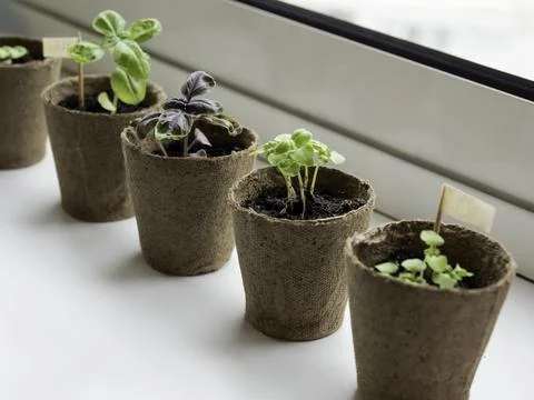 Basil seedlings in biodegradable pots on window sill. Green plants in peat po Stock Photos