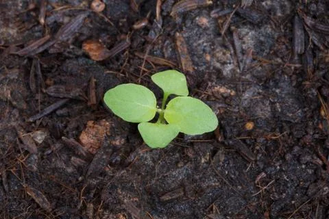 Basil seedlings Close up Stock Photos