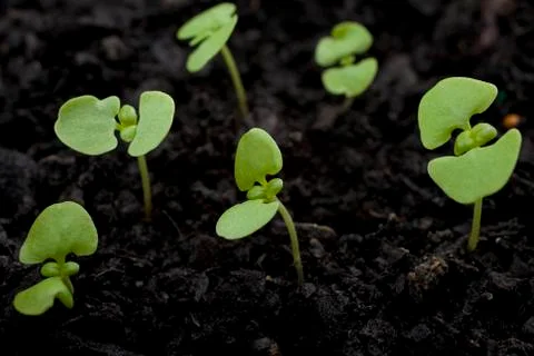 Basil seedlings in compost Stock Photos