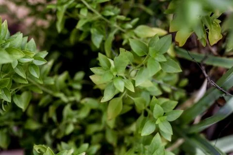 Basil seedlings. Herb aromatic Stock Photos
