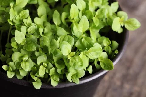 Basil seedlings Stock Photos