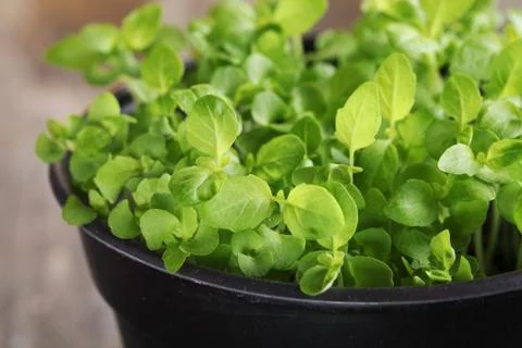 Basil seedlings Stock Photos