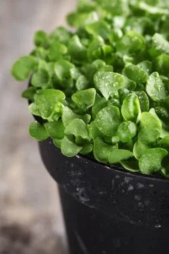 Basil seedlings Stock Photos