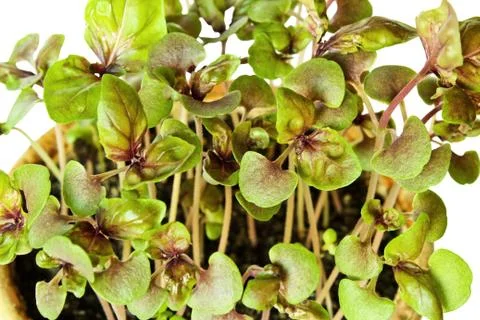 Basil seedlings Stock Photos