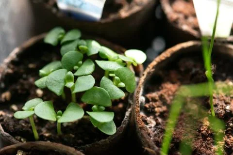 Basil Seedlings Foto stock