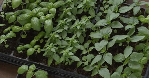 Basil seedlings in the plastic seedbed. Seamless loop. Stock Footage 277606713