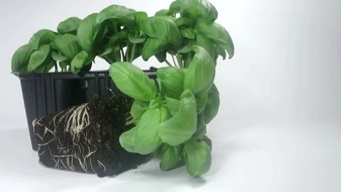 Basil seedlings in a tray with earth Stock Footage 105286776