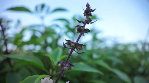 Basil Seeds on Thai Basil Stem, Blurred Background, Macro Shot Stock Footage 308215015