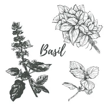 Basil set sketch illustration. Stock Illustration
