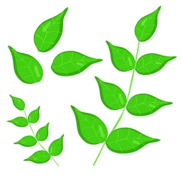 Basil set vector Stock Illustration