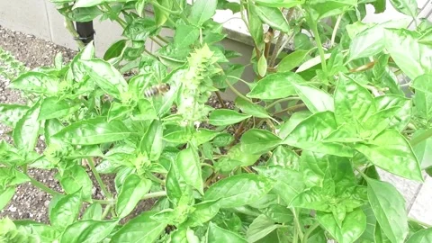 Basil with several bees on the white flowers Stock Footage 344532436