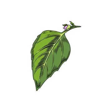 Basil single green leaf sketch style vector illustration isolated on background. Stock Illustration
