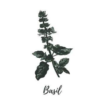 Basil sketch drawing. basil vector illustration. Stock Illustration