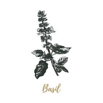 Basil sketch drawing. basil vector illustration. Stock Illustration