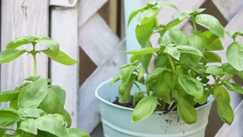 Basil in a small bucket Stock Footage 205704580