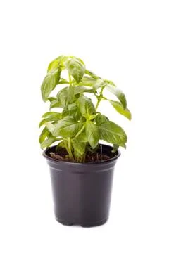 Basil in a small pot Stock Photos