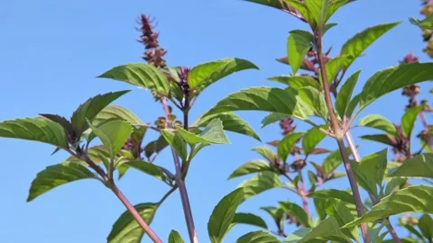 Basil Spice Herb Plant With Flowers Close-Up Against Blue Sky. Eco Farming Video stock 216118564