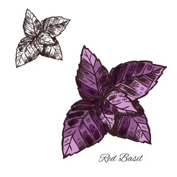 Basil spice herb plant vector sketch icon Stock Illustration