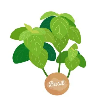Basil Spice Label with Title Vector Illustration 스톡 일러스트