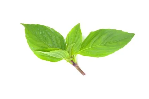 Basil sprig Stock Photos
